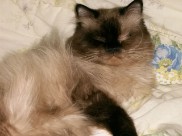 Kokamo feral cat advocate and advisor